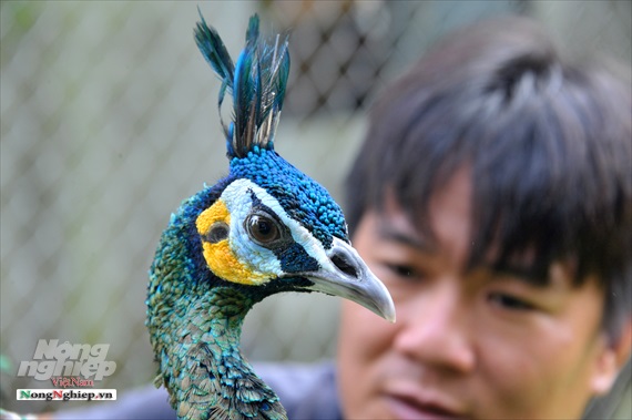 Nuôi đa con cho thu nhập cao