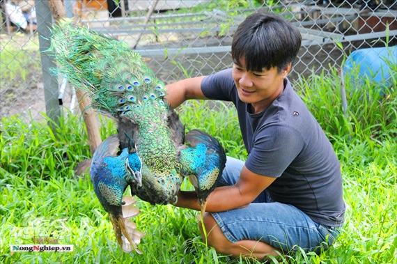 Chim công ngũ sắc A174 | Phong Thủy Cho Người Việt, Xem Phong Thủy, Tư Vấn  Phong Thủy - BlogPhongThuy.com