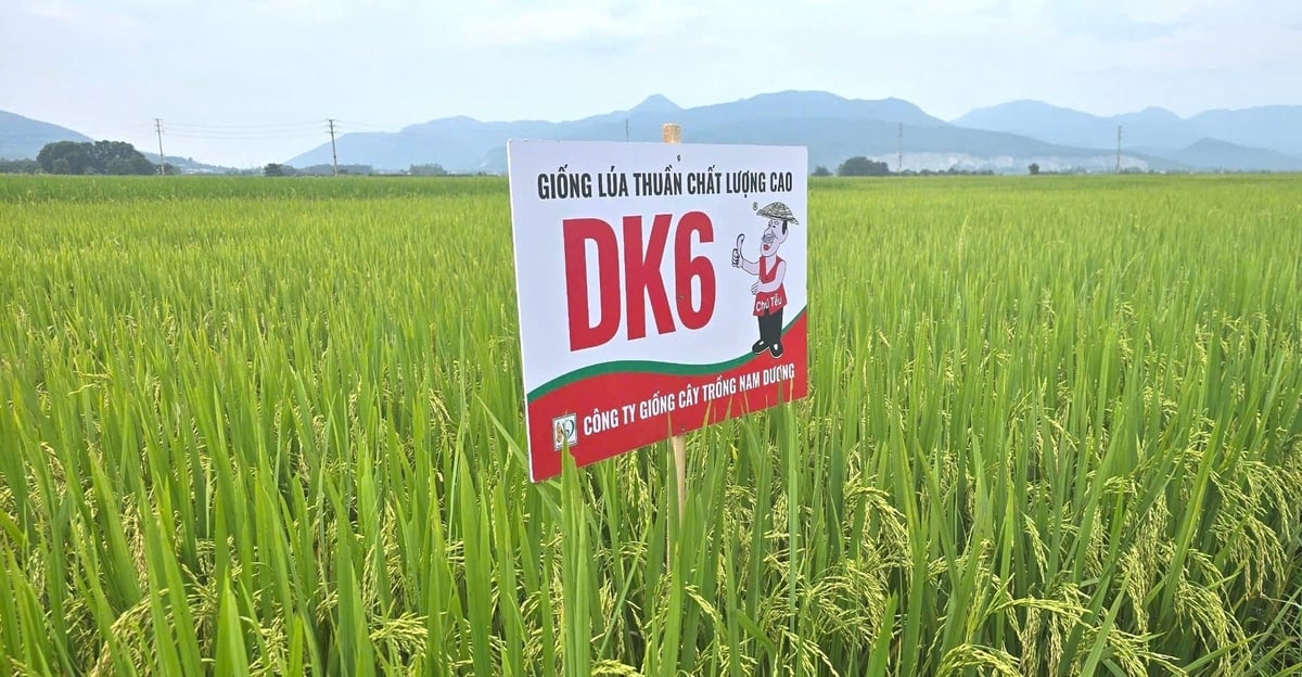 Lúa thuần DK6 lấp lánh trên cánh đồng vàng