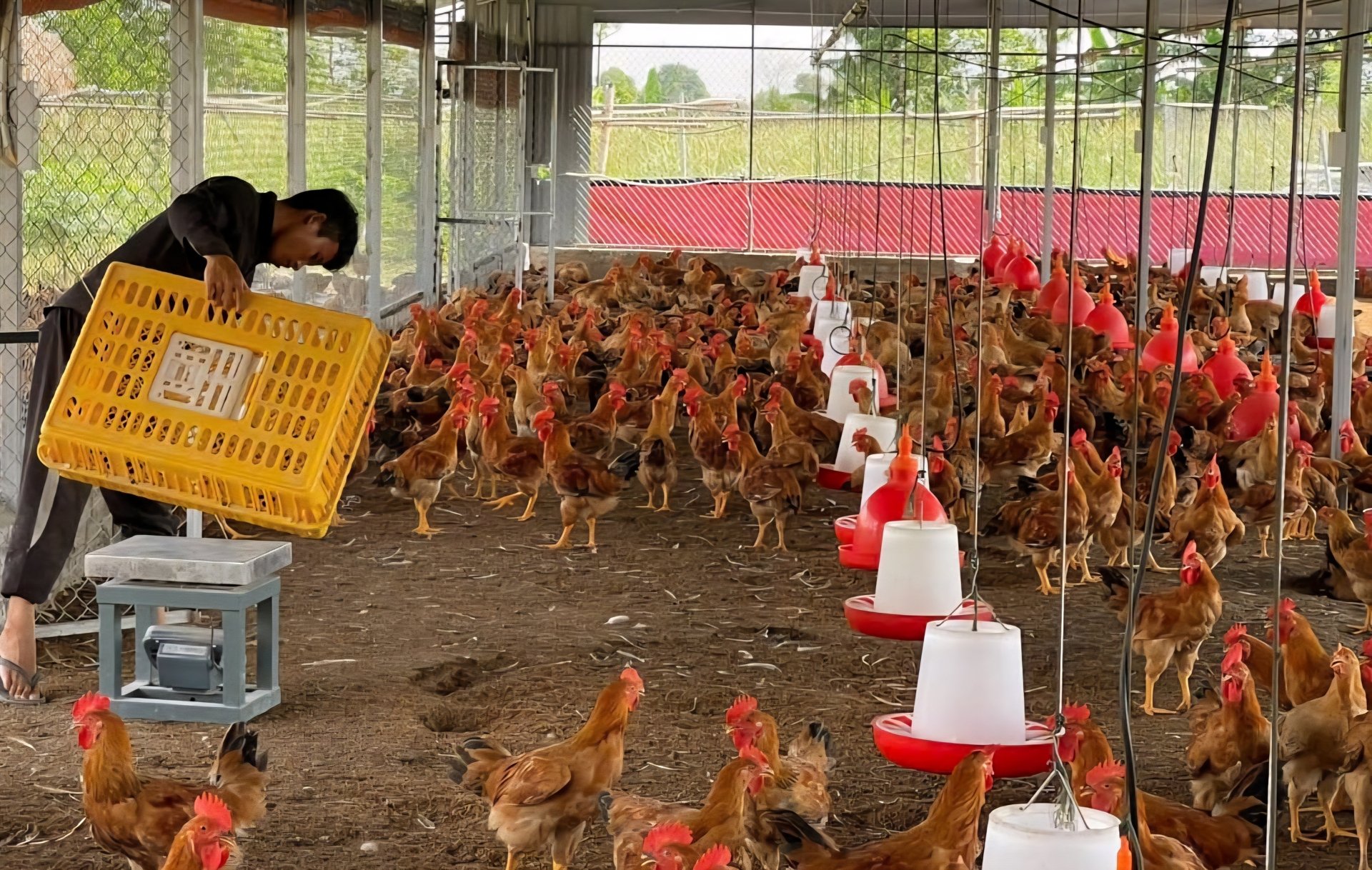 Đây là 2 giống gà mới, nuôi kiểu an toàn sinh học, thịt thơm ngon đang được ưa chuộng ở Hải Phòng