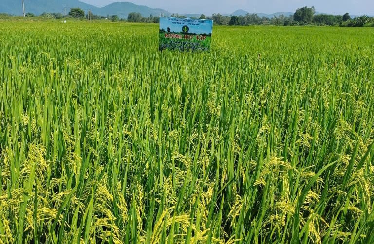 Áp dụng IPHM trong sản xuất lúa, lợi nhuận tăng thêm 5,6 triệu đồng/ha