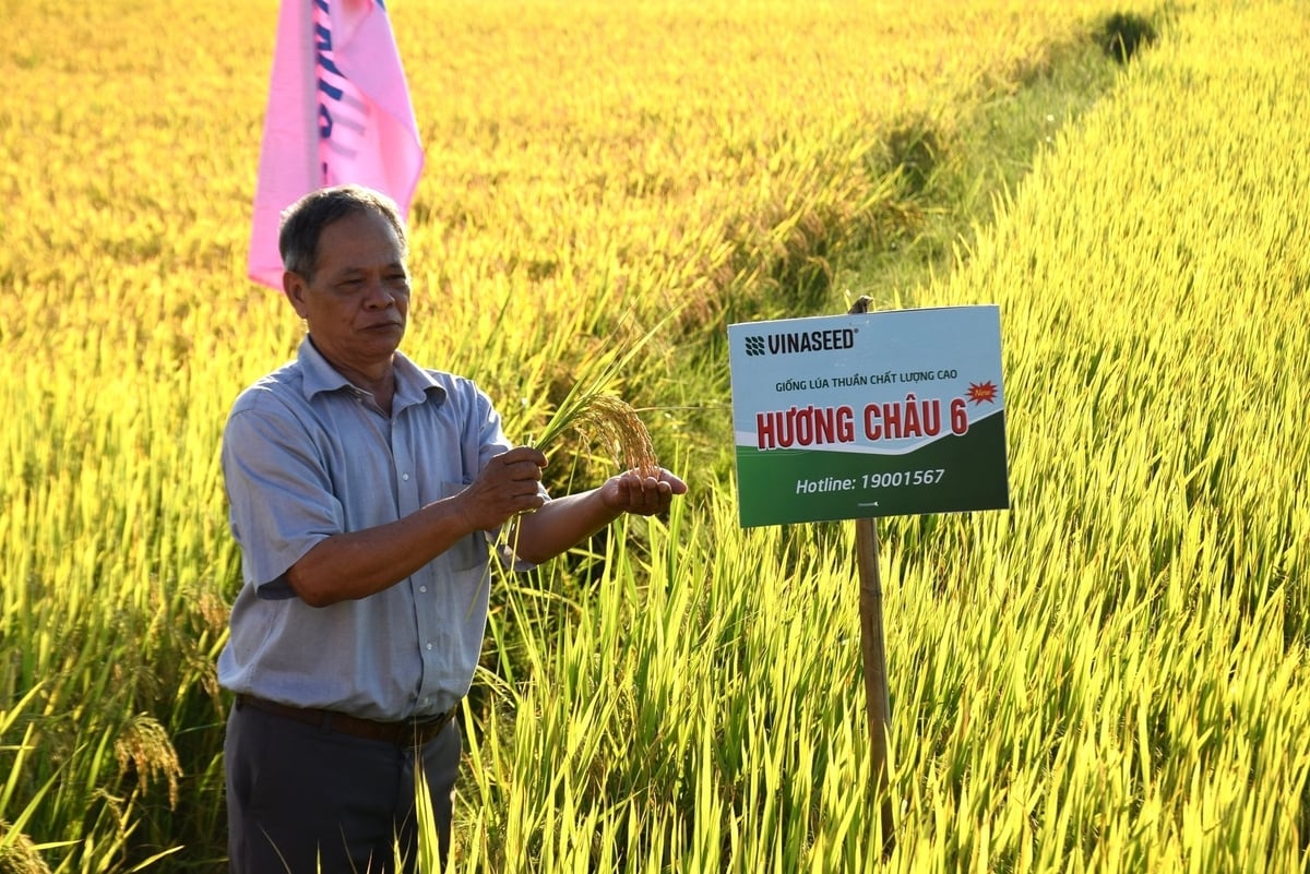 Những giống lúa của VinaSeed ‘chịu đời’ vùng đất hạn, nhiễm mặn