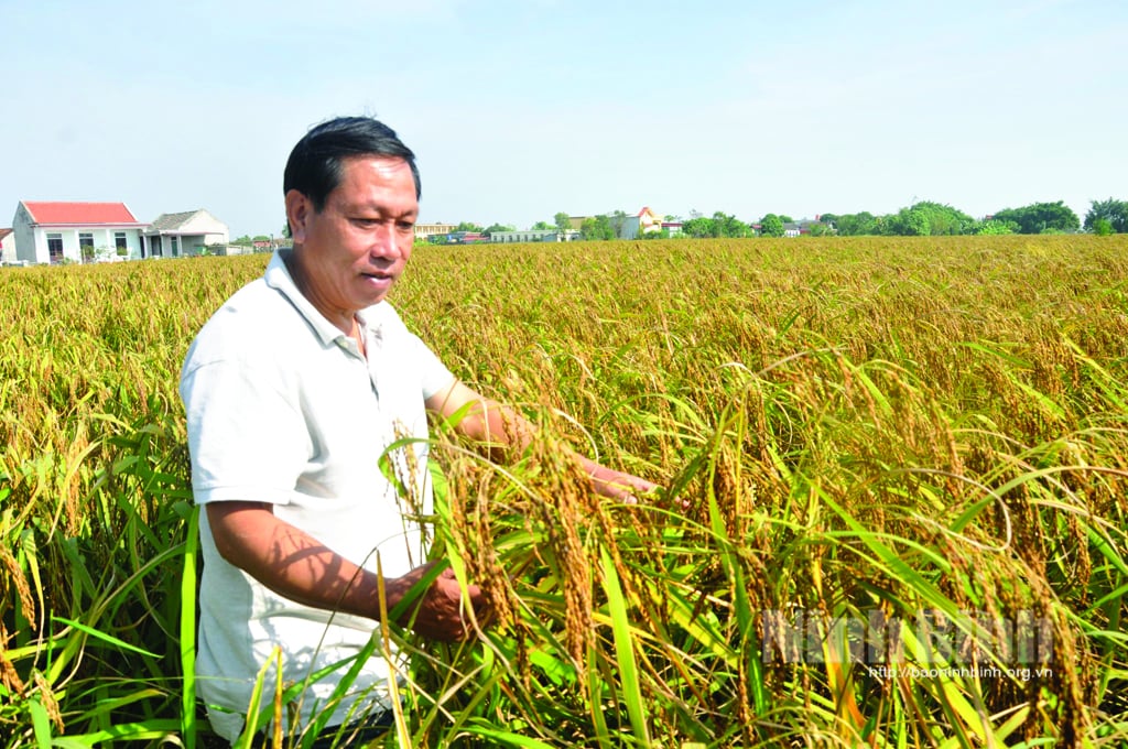 Giống lúa gì trồng ở Ninh Bình mang tên hạt cau, hạt gạo đen, ban đầu lác đác cấy, nay hàng ngàn hecta, cả làng thơm?