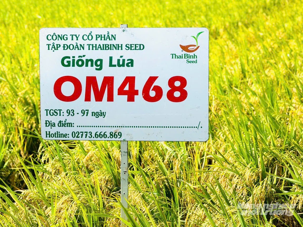 OM468 - giống lúa hội đủ điều kiện tham gia Đề án 1 triệu ha lúa