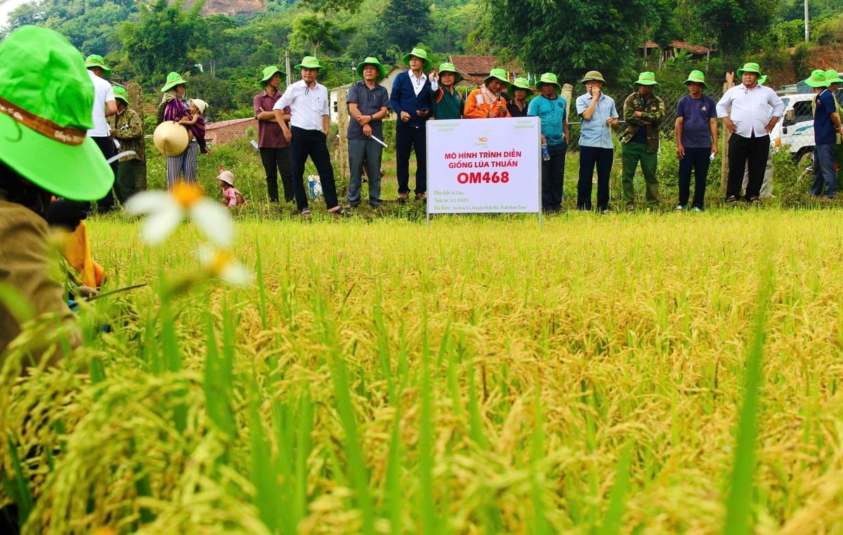 Lúa OM468 năng suất hơn 8 tấn/ha trong thời tiết bất thuận