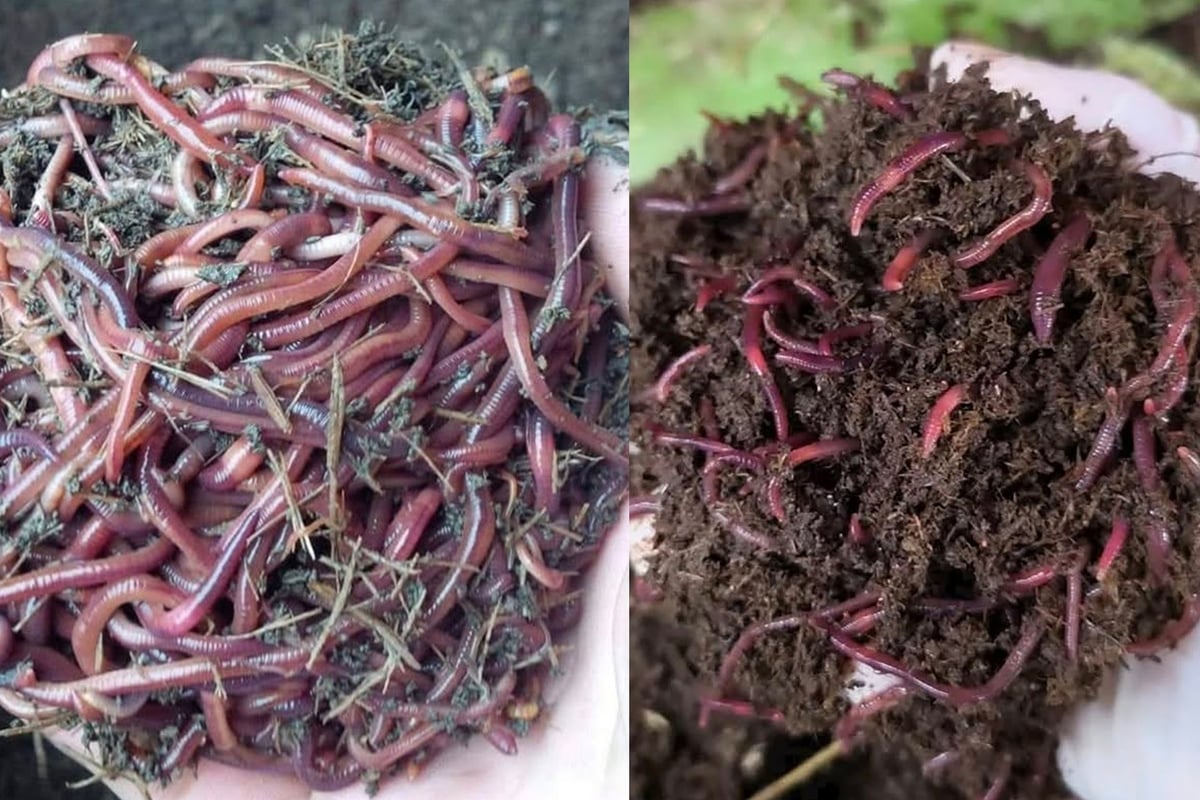 Trùn quế - 'cỗ máy sinh học' của nông nghiệp xanh