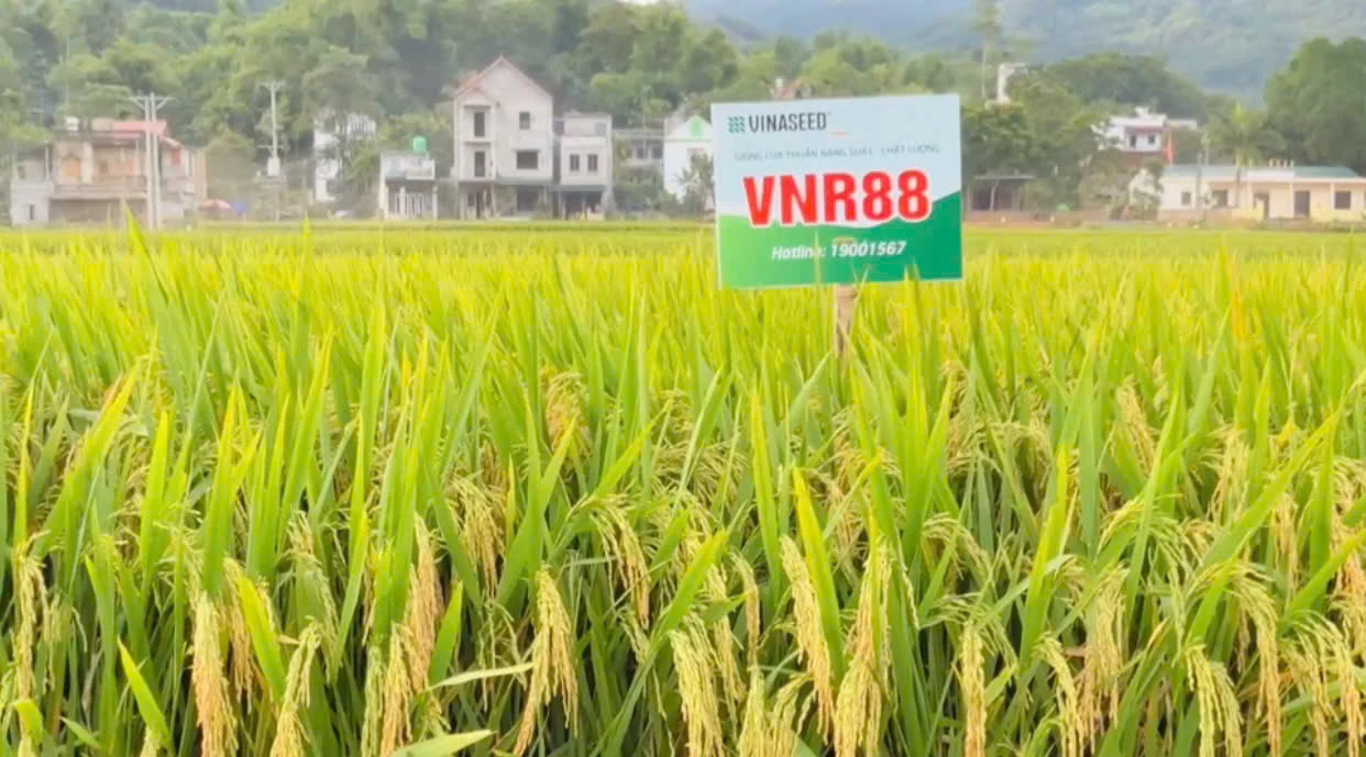 Giống lúa mới VNR88 mở hướng tăng năng suất, tăng thu nhập cho nông dân Hòa Bình