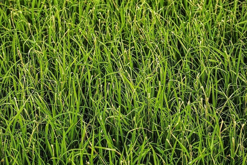 Khẩn trương phòng trừ sâu cuốn lá nhỏ, rầy nâu, rầy lưng trắng
