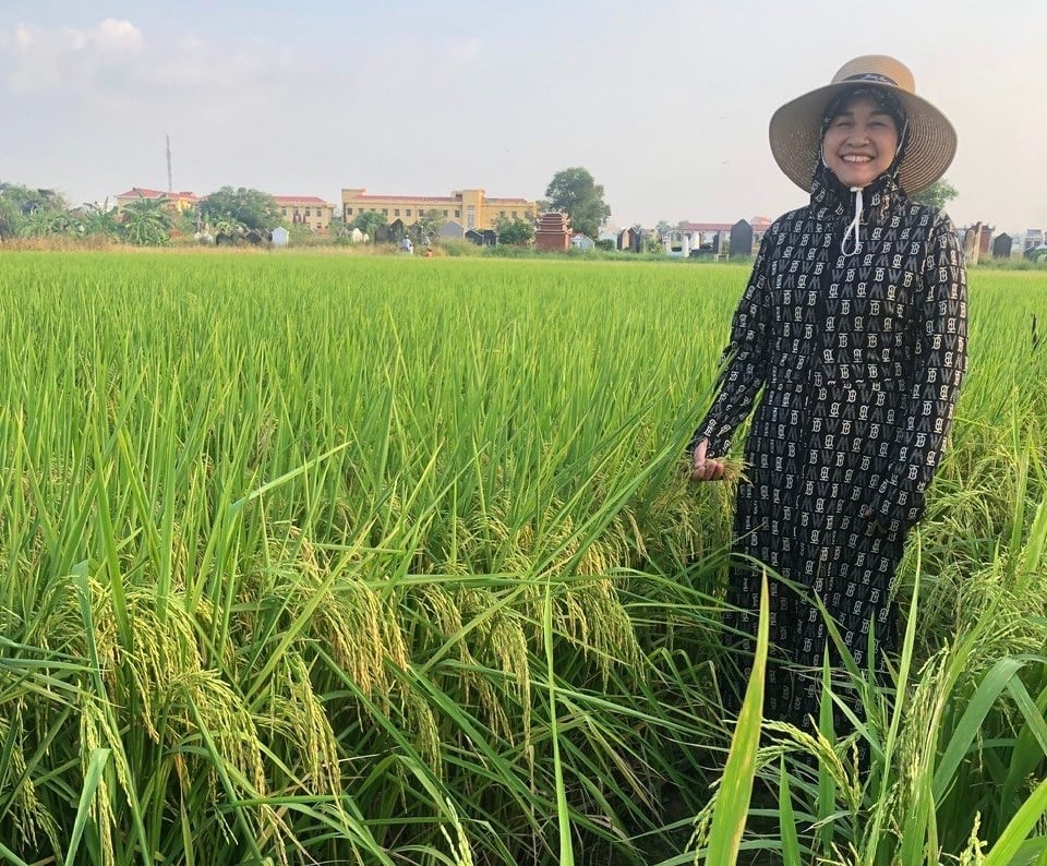 Nên gieo cấy giống lúa ST25 ở vụ mùa phía Bắc sớm hơn
