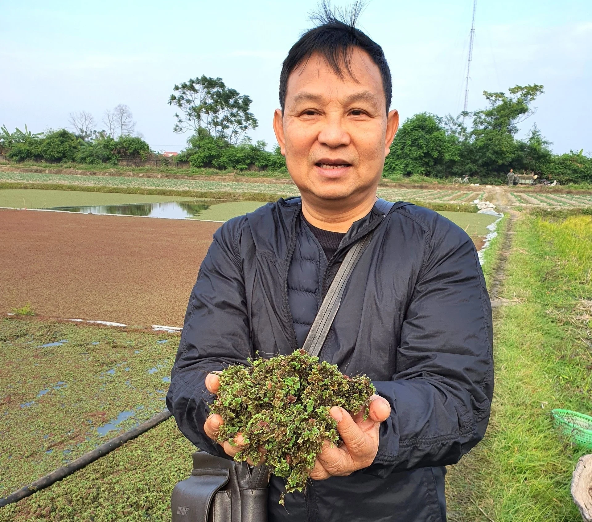 Cho tằm ăn bèo hoa dâu