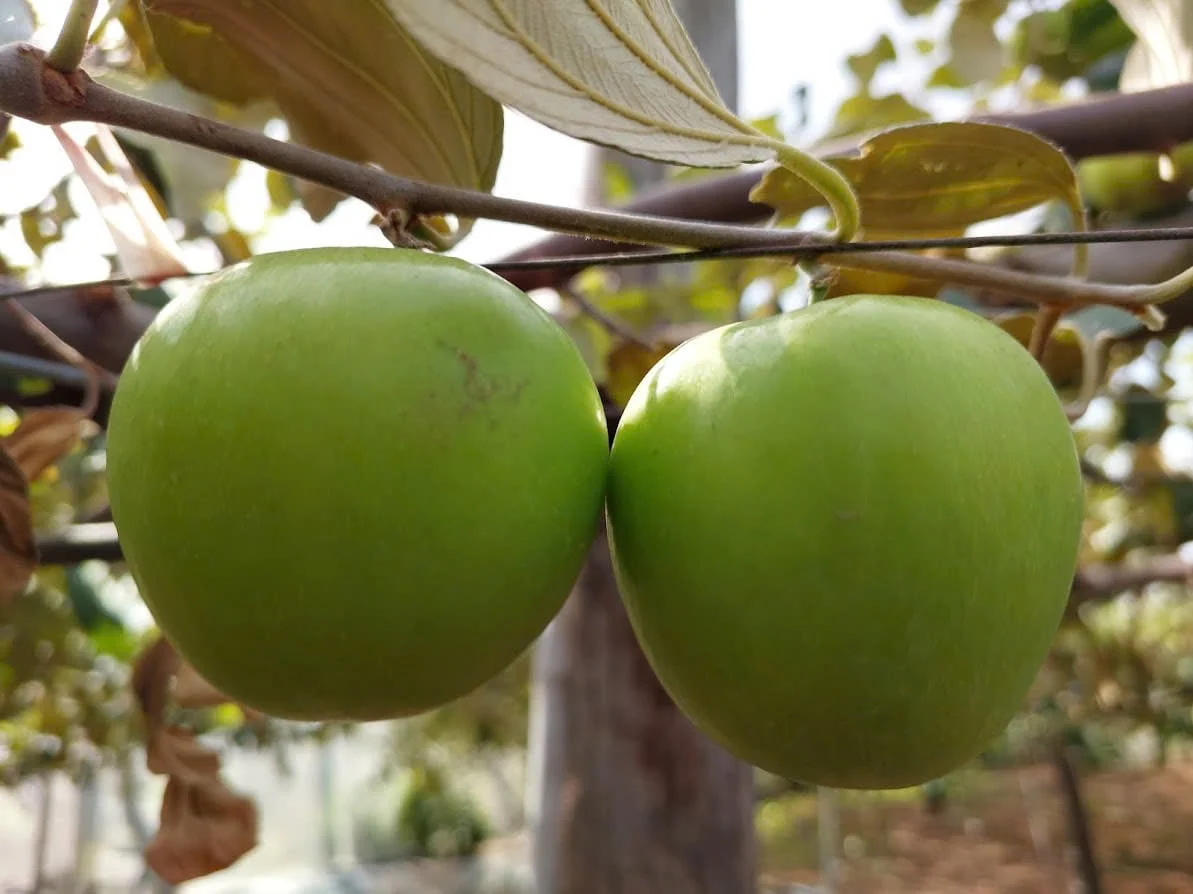 Công bố lưu hành giống táo TN01 tại Nam Trung Bộ