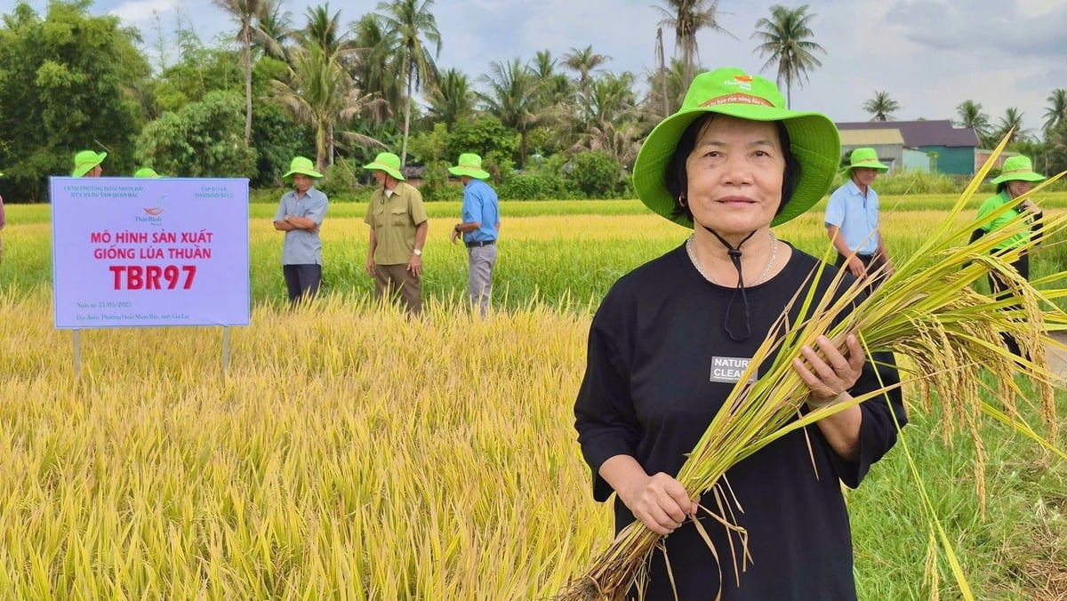 Giống lúa TBR97 cho năng suất khủng trong nắng nóng khắc nghiệt