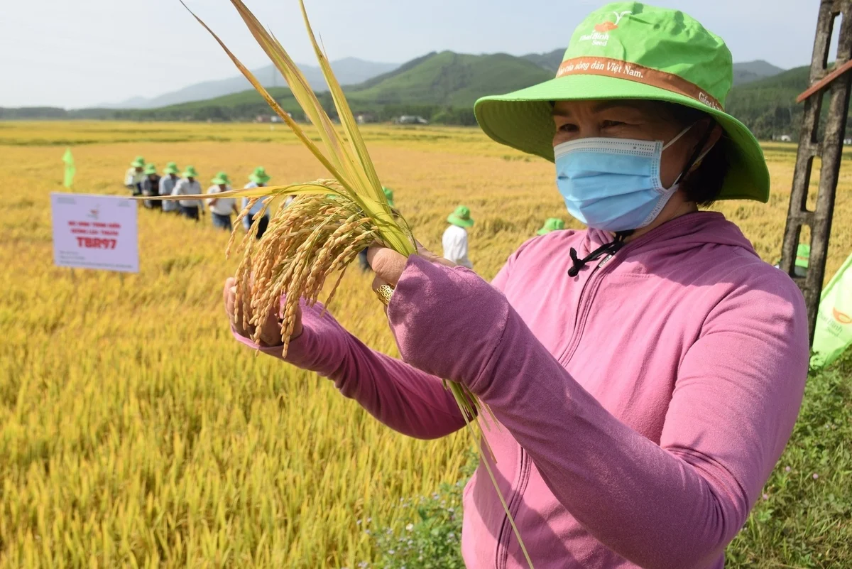 TBR97 - giống lúa chinh phục đất khó