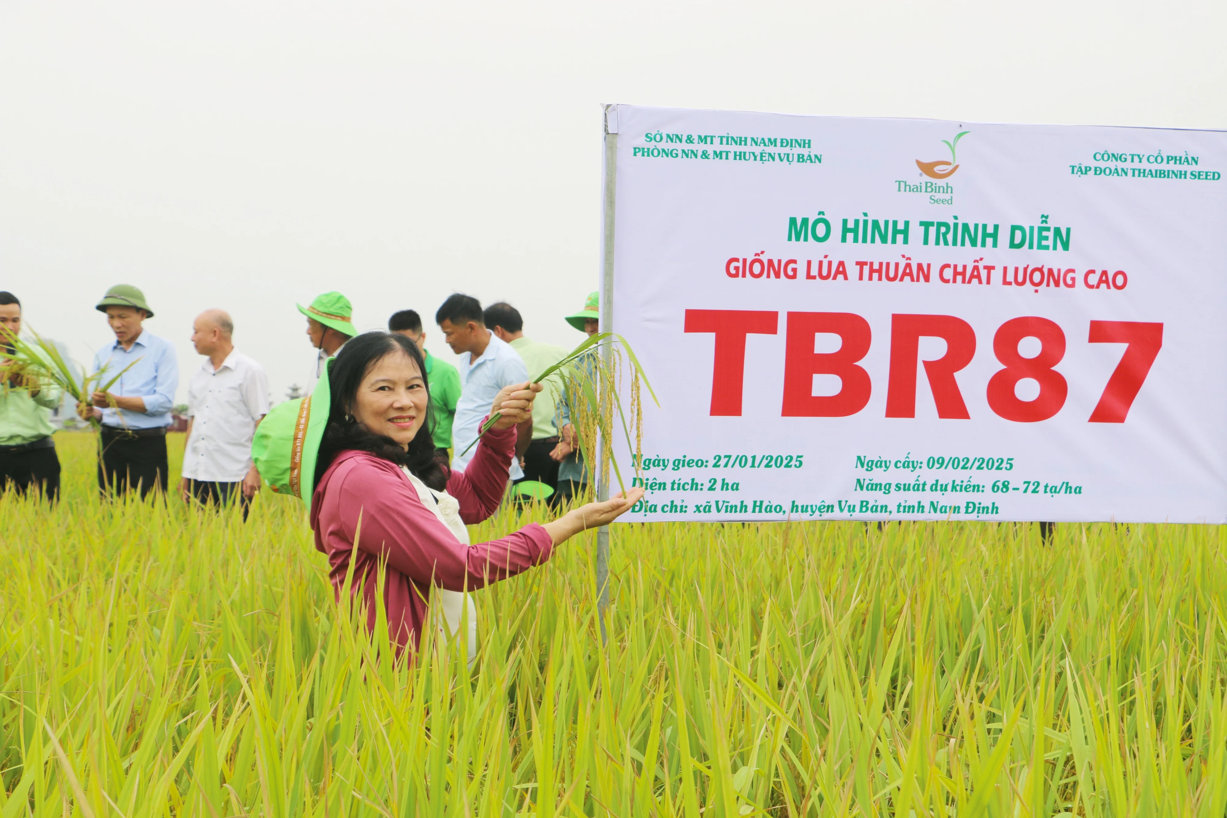 3 giống lúa của ThaiBinh Seed tỏa sáng trên đồng ruộng Vụ Bản