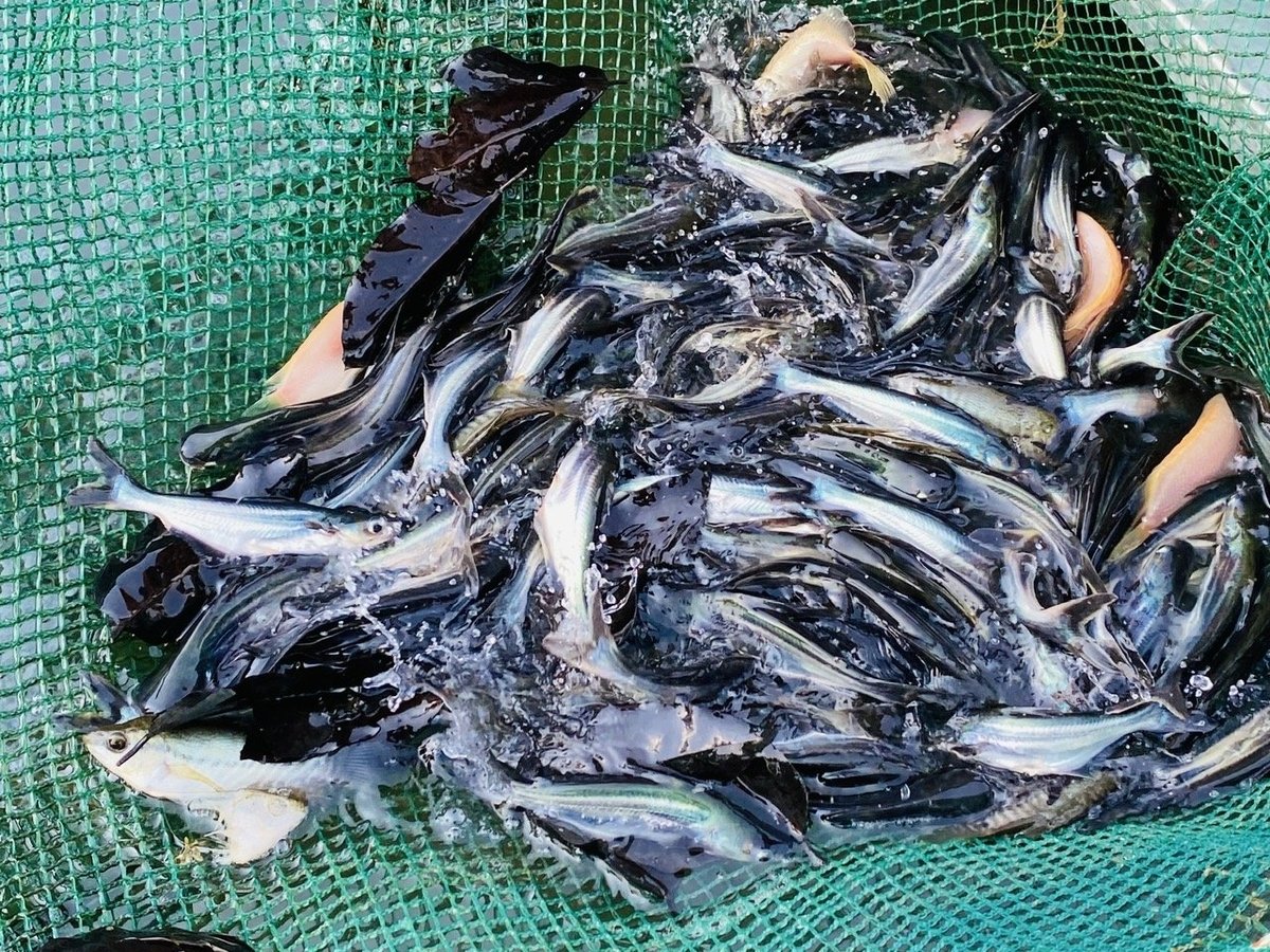 Cá tra sạch bệnh nhờ thú y ‘bắt mạch’ từ con giống