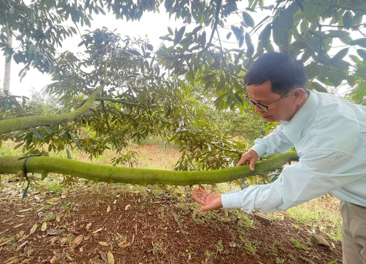 Cảnh báo sinh vật gây hại gia tăng