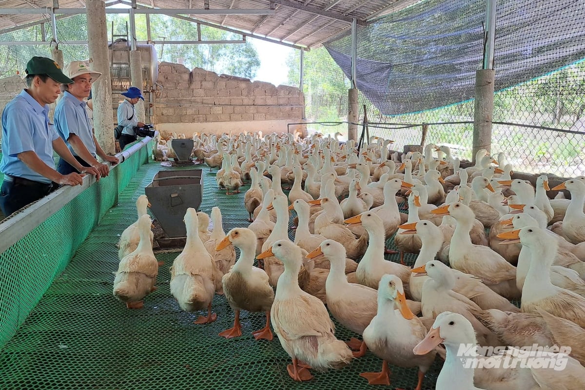 Nuôi vịt trên sàn lưới, rút ngắn thời gian, hạn chế dịch bệnh