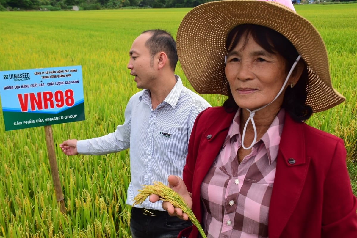 Những giống lúa của Vinaseed ‘đốn tim’ nông dân Bình Định