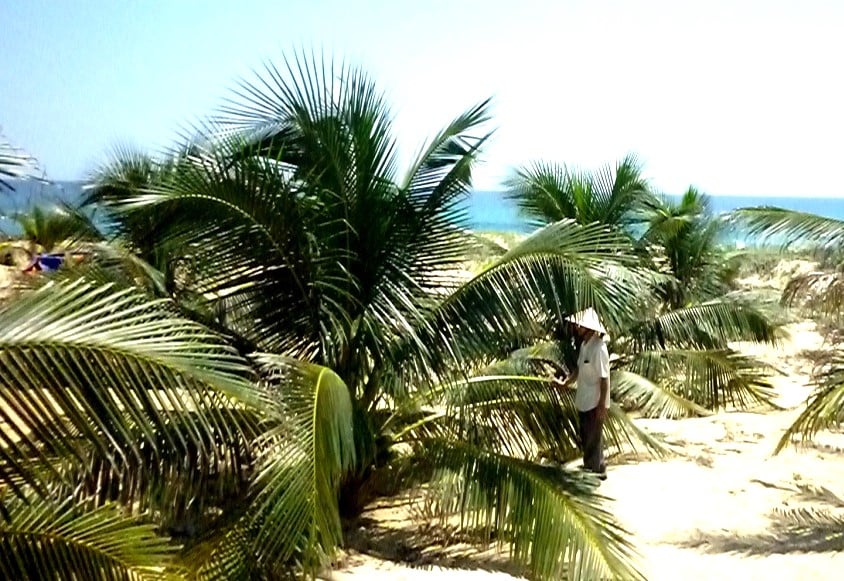 Giống dừa xiêm xanh Tam Quan, lựa chọn số 1 cho vùng Nam Trung bộ