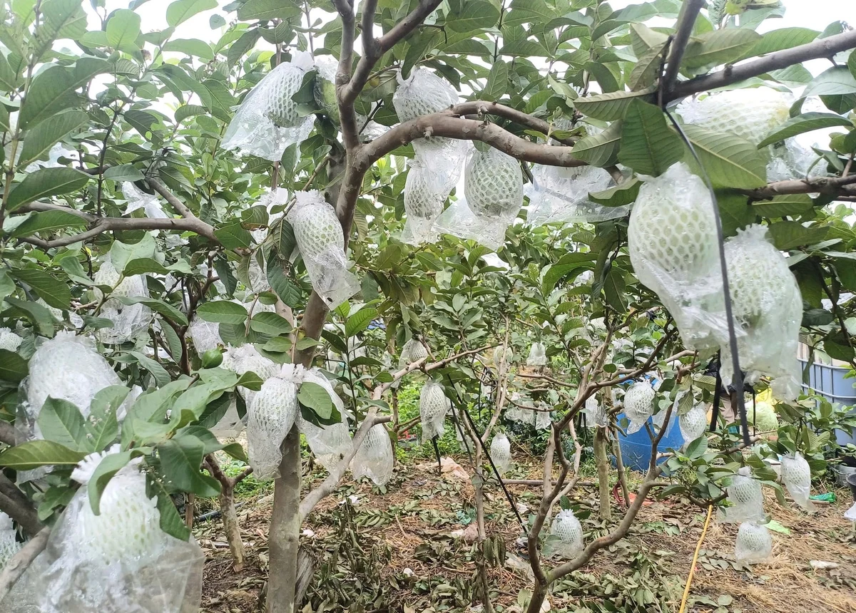 'Điểm tựa' giúp người dân vững bước làm giàu trên quê hương