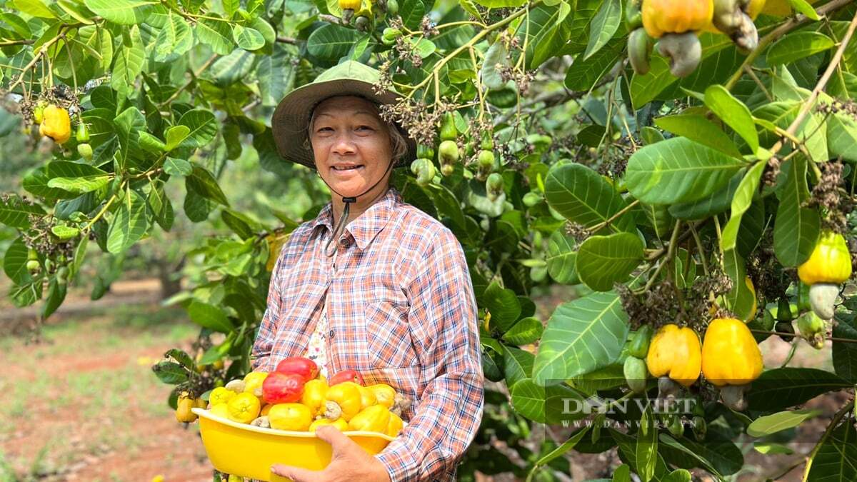 Bưởi Tân Triều, chôm chôm Long Khánh, điều Bình Phước và nhiều nhãn hiệu cộng đồng nổi tiếng chờ 