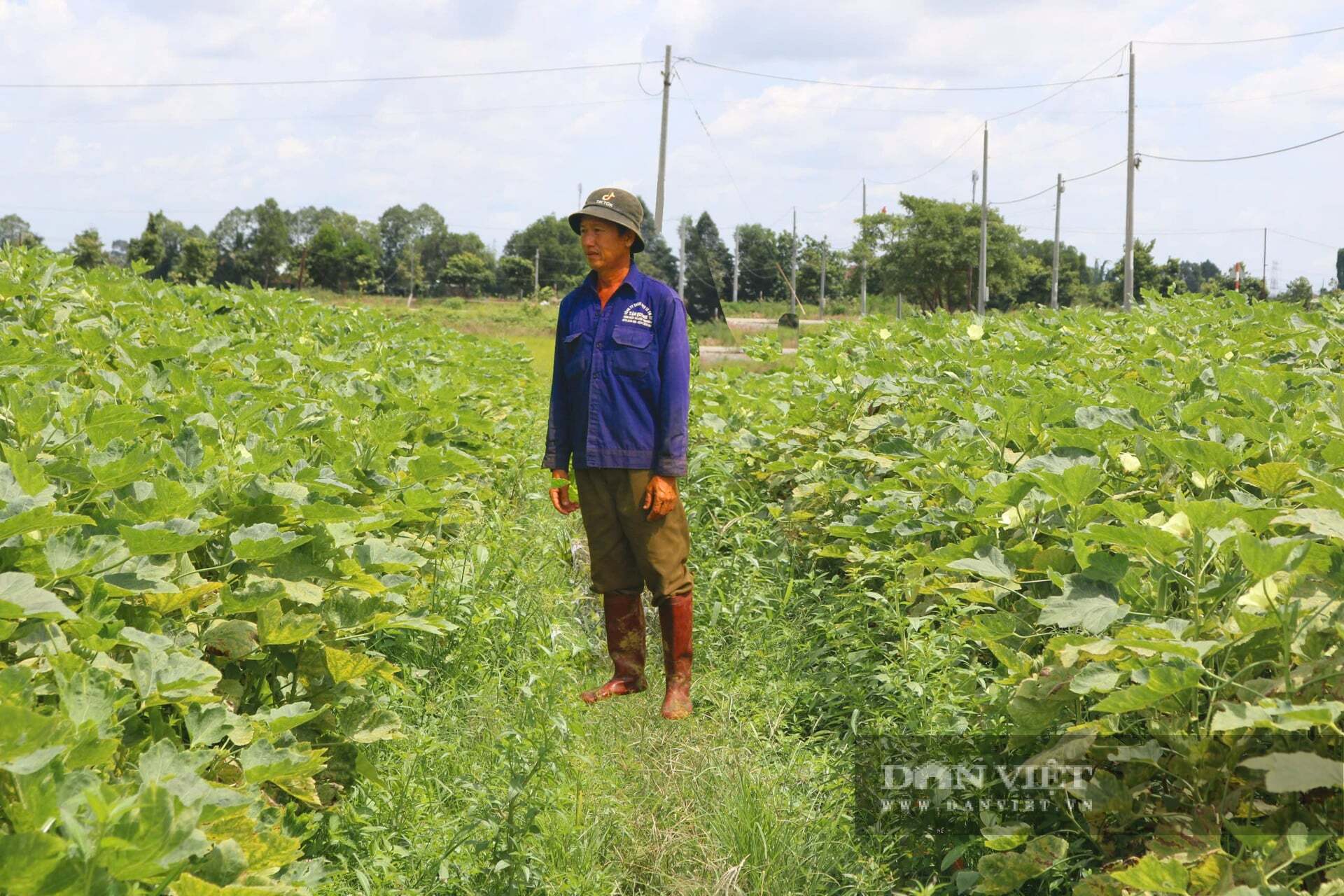 Một ông nông dân Bình Dương, nay là TPHCM trồng cây gì ra quả trái vụ bán giá tốt hơn hẳn?