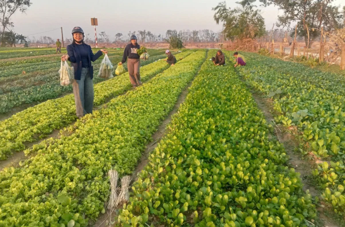 Trồng rau an toàn, giá lại đang lên, nông dân Nghệ An cứ nhổ lên là có tiền ngay