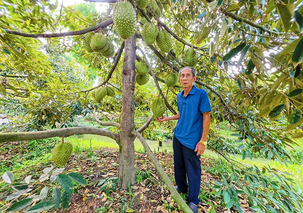 Ở xã mới này của Cần Thơ, trồng lúa chỉ đủ ăn, trồng cây ăn trái, trồng sầu riêng quả thả tha la dân có của ăn của để