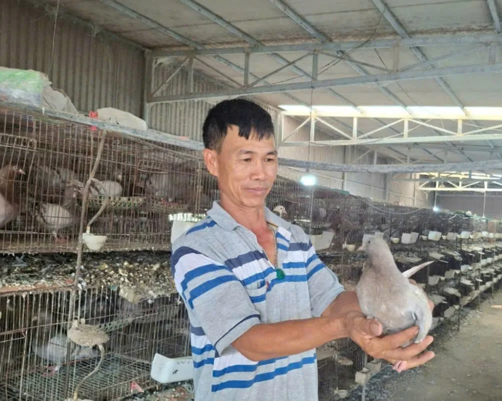 Từ 3 cặp chim bồ câu Pháp biến thành cơ ngơi tiền tỷ