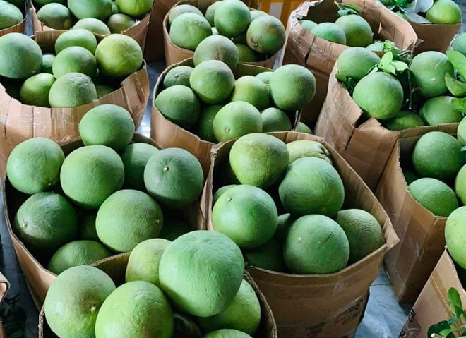 Một loại bưởi trồng rất nhiều ở Việt Nam 