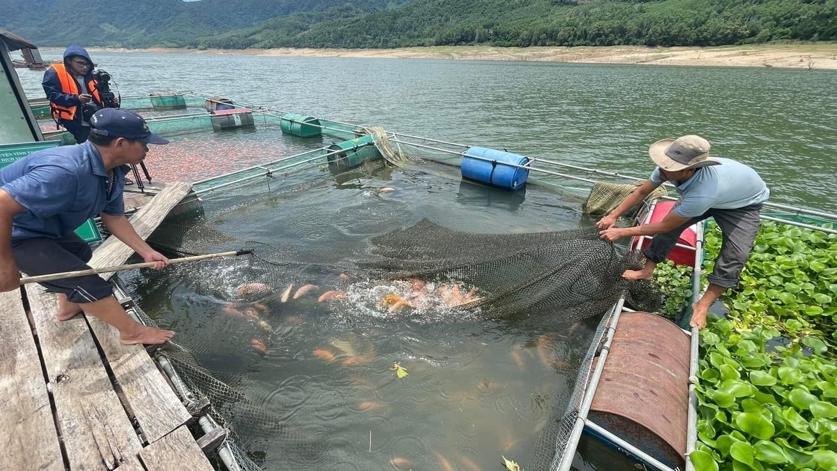 Xây dựng chuỗi liên kết nuôi cá điêu hồng xuất khẩu