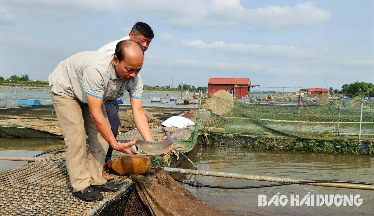 Mang loài cá chỉ ưa nơi nước lạnh về nuôi trên sông Kinh Thầy, anh nông dân Hải Dương bán với giá 250.000 đồng/kg
