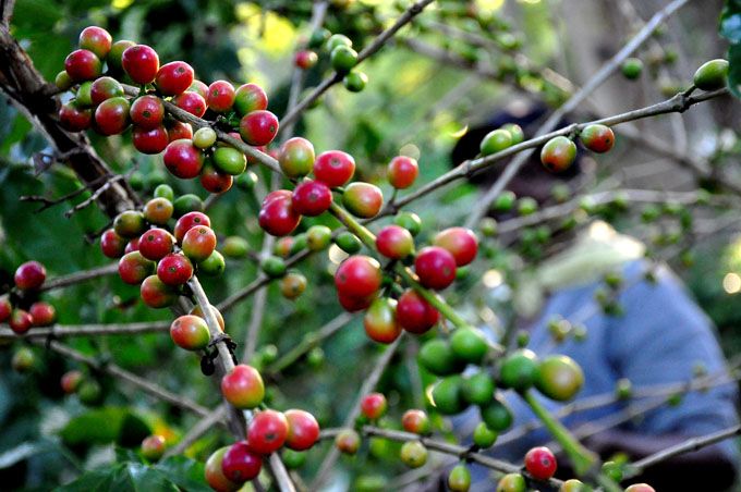 Một giống cà phê Việt trồng ở Cuba cho năng suất tăng gấp 8 lần giống bản địa