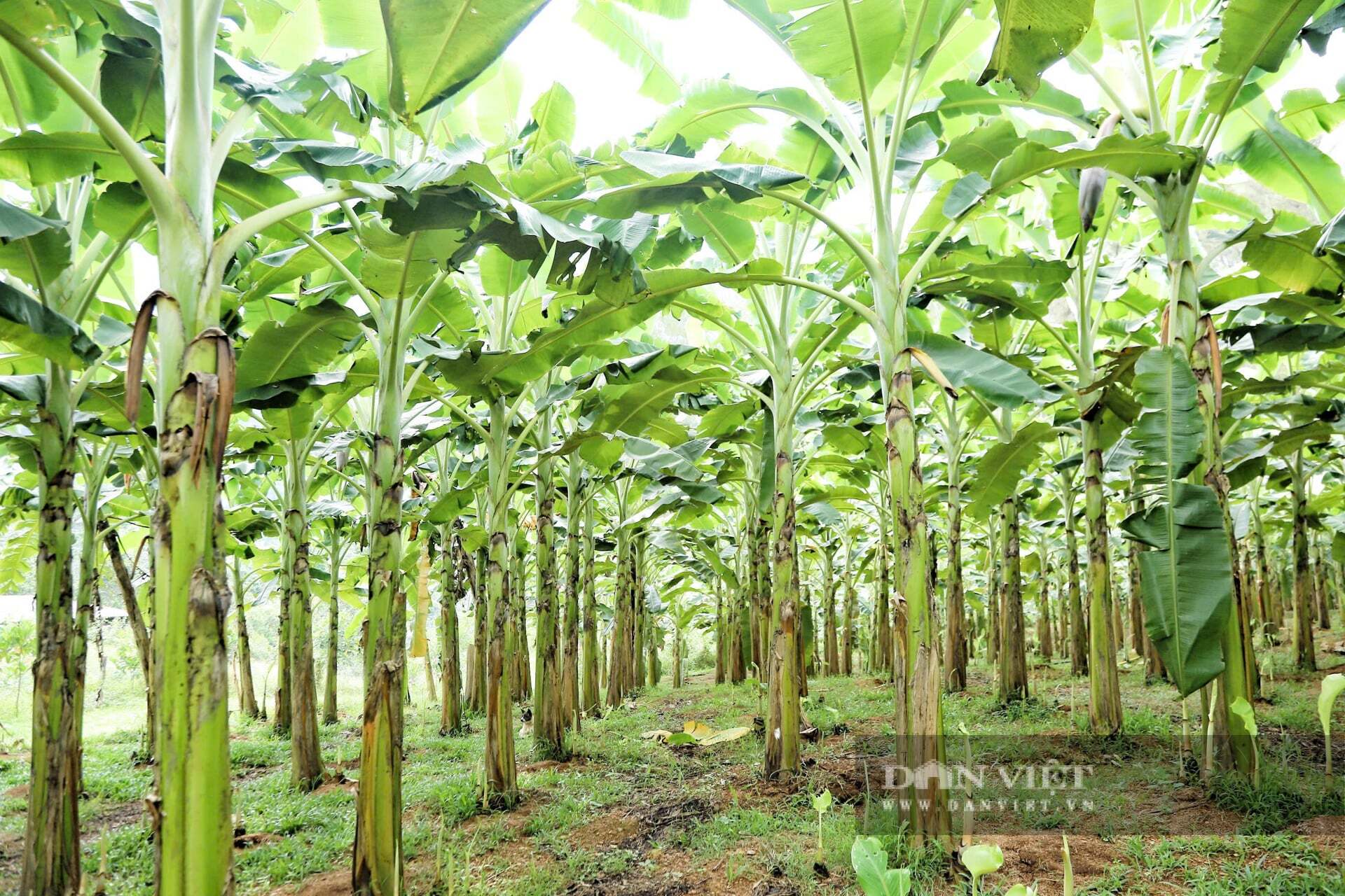 Chuối tây Thái là giống chuối gì mà trồng thành công trên đất đồi Hà Tĩnh cho thu nhập hàng trăm triệu/năm?