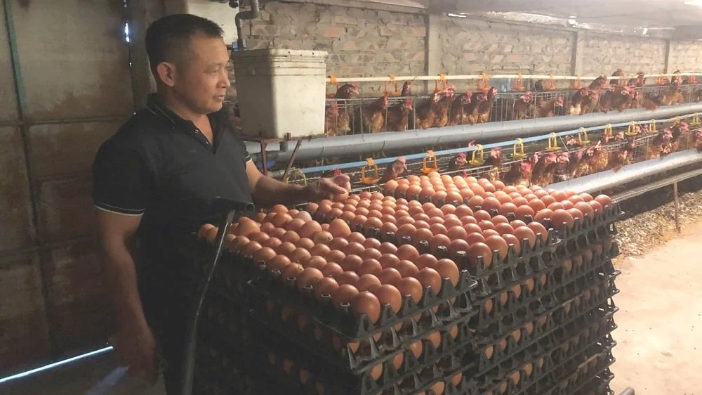 Thu tiền tỷ mỗi năm nhờ nuôi gà đẻ theo tiêu chuẩn VietGAP