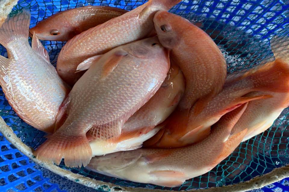 Nuôi một loài cá nguồn gốc Đài Loan, cực mắn đẻ, thịt thơm, nông dân ĐBSCL giàu lên nhờ liên kết với doanh nghiệp