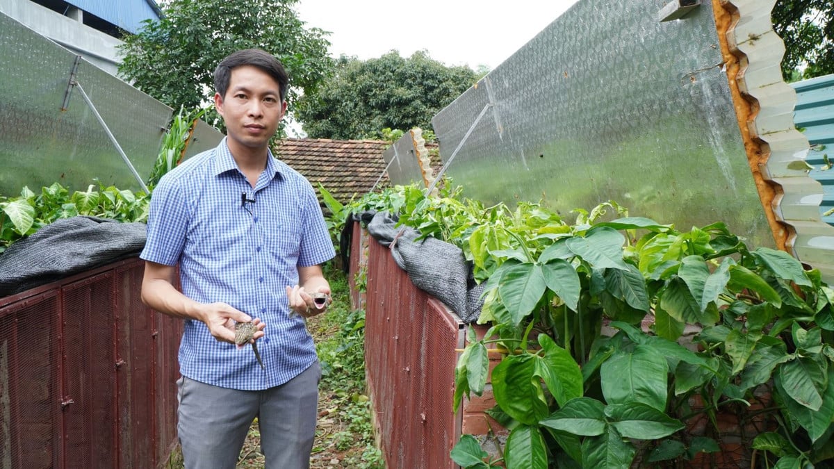 Con bò sát hoang dã này cứ kêu dứt quãng, há mồm 