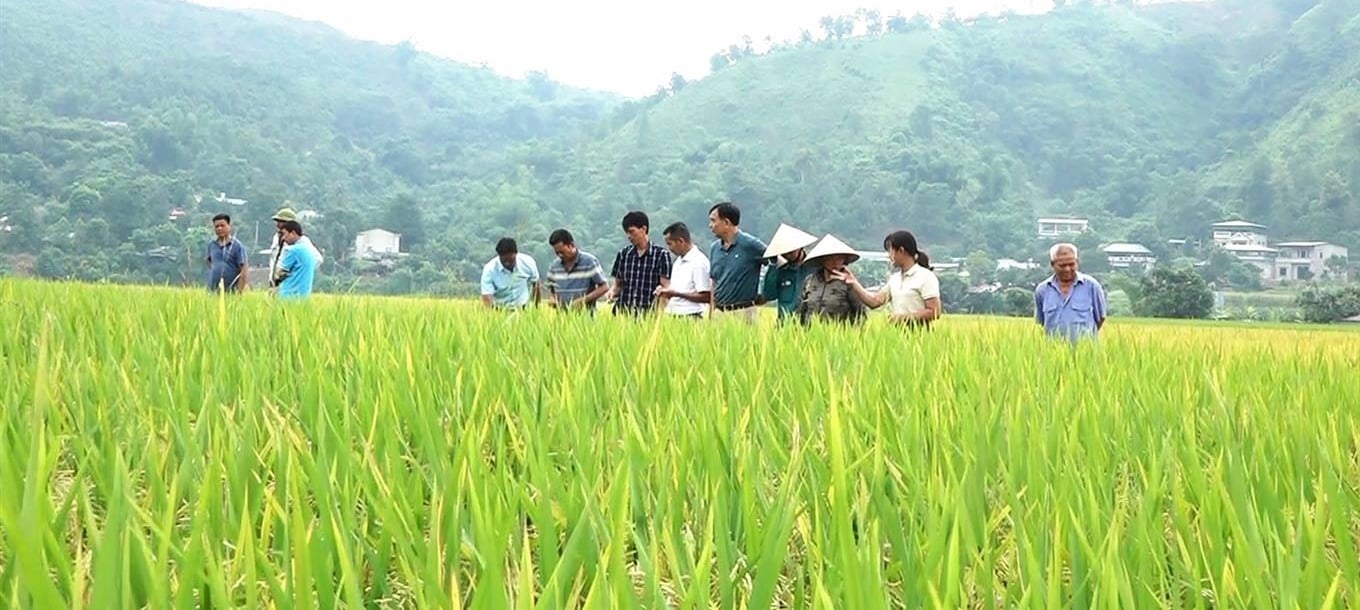 Giống lúa hỗ trợ sau bão Yagi đẹp mỹ mãn trong vụ xuân 2025