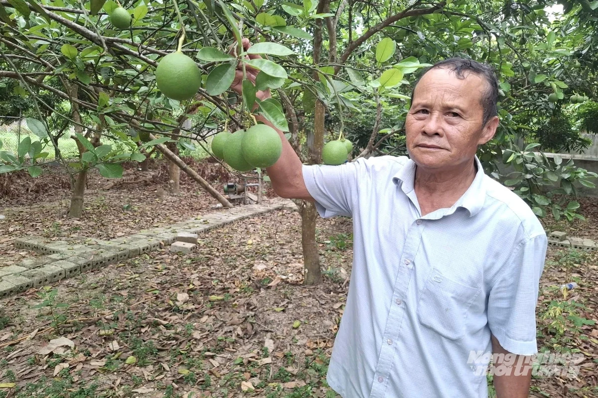 Lão nông 70 tuổi hồi sinh đất hoang ven sông Yên