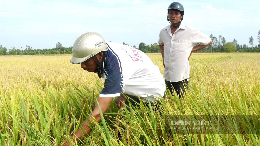 Có những giống lúa Việt được giữ như báu vật suốt mấy chục năm để không đánh mất ký ức đồng quê
