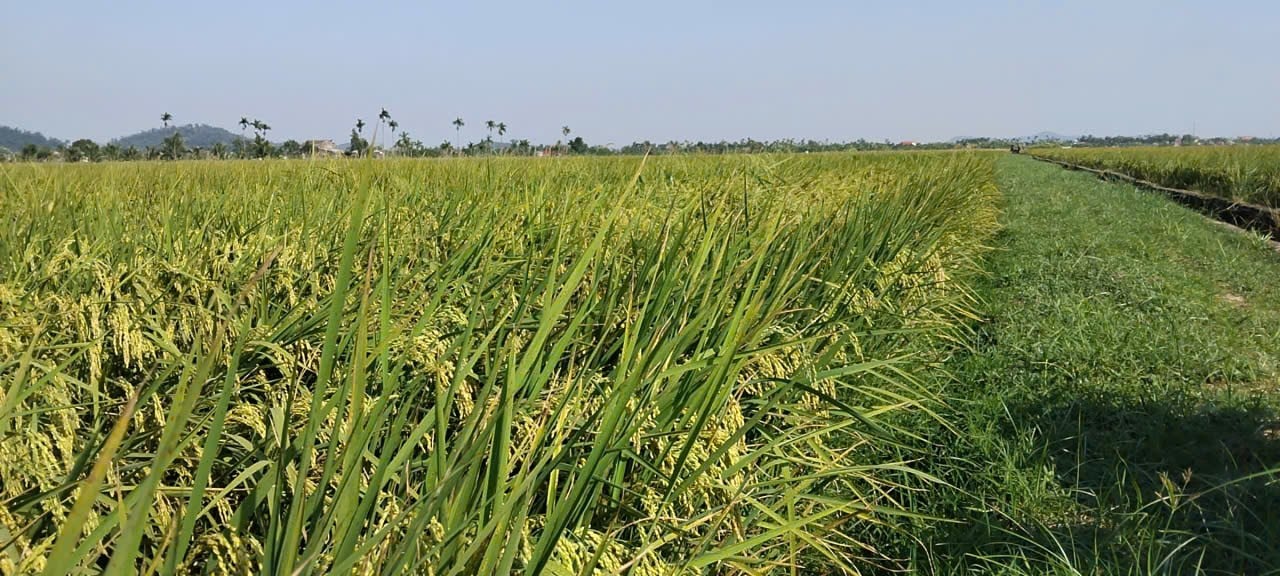 Một ông nông dân 