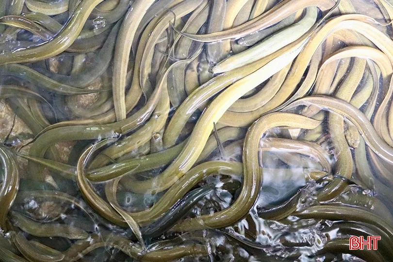 Nuôi con gì nằm dày đặc dưới bể xi măng ở Hà Tĩnh, đỡ cực hơn nuôi lợn, dễ bán hơn tôm tươi?