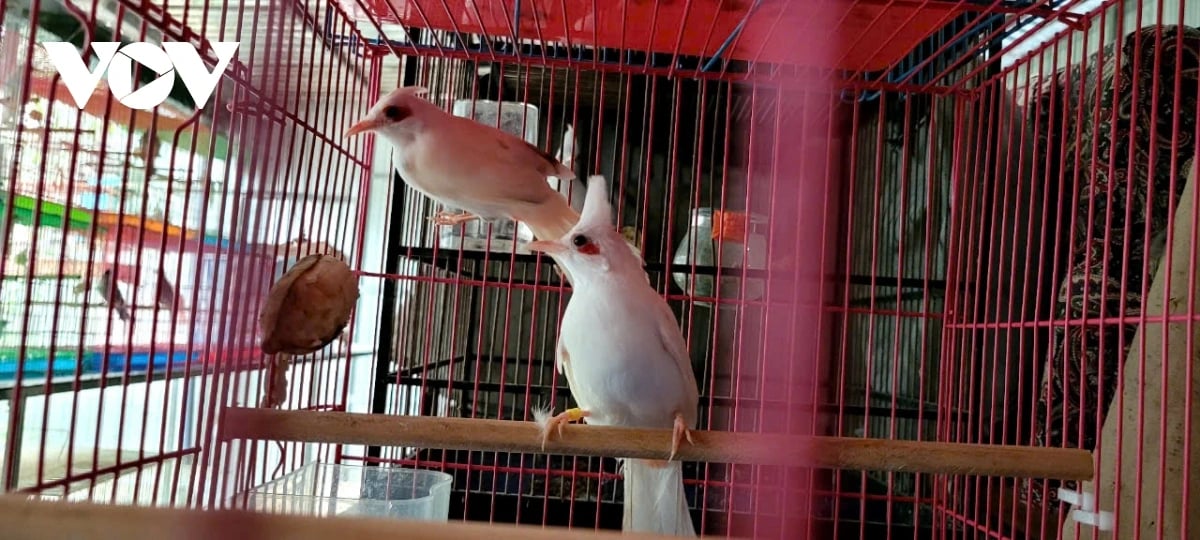 Loại chim to hơn viên kẹo, đã hót hay lại còn đột biến, anh nông dân Tiền Giang nuôi thành công, bán 5-7 triệu/con