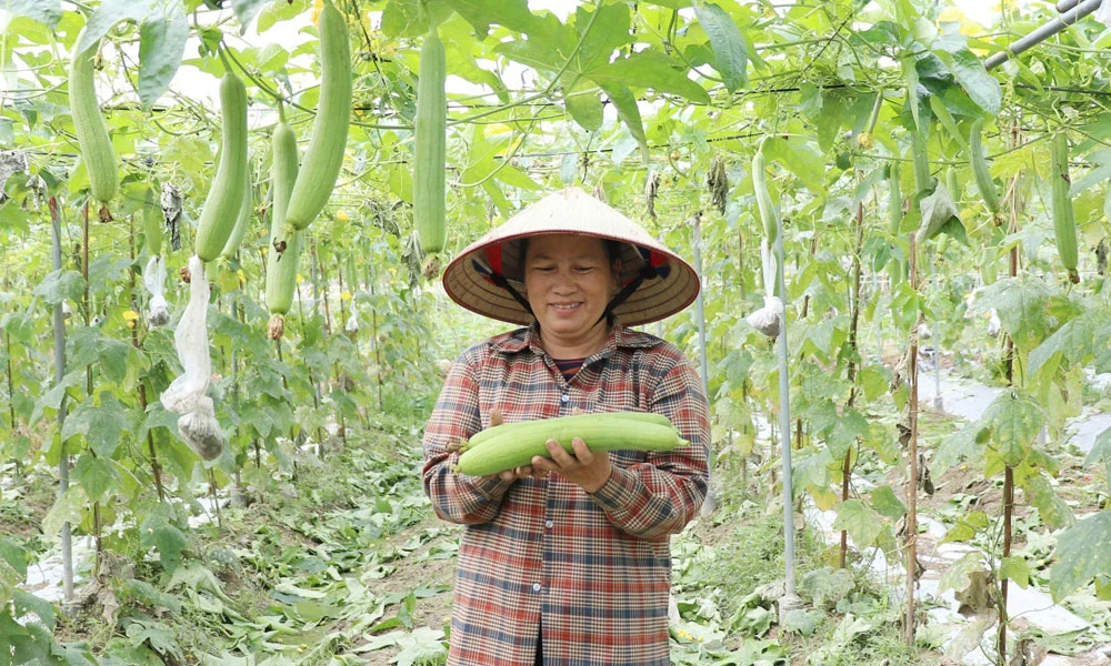 Hiếm có, trồng mướp kiểu gì, trồng giống mướp gì ở phường mới tỉnh Bắc Ninh mà cứ 1 sào đất cho thu tới 70 triệu?