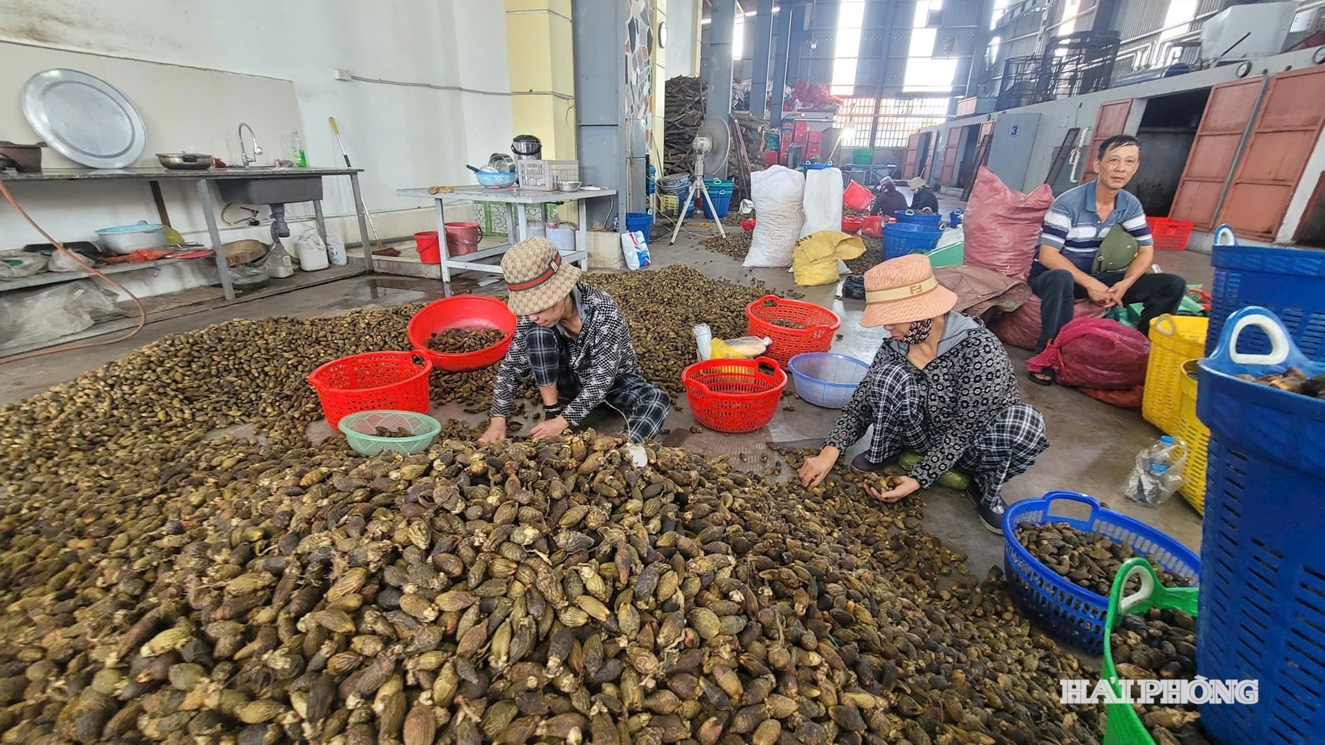 Trồng thứ 