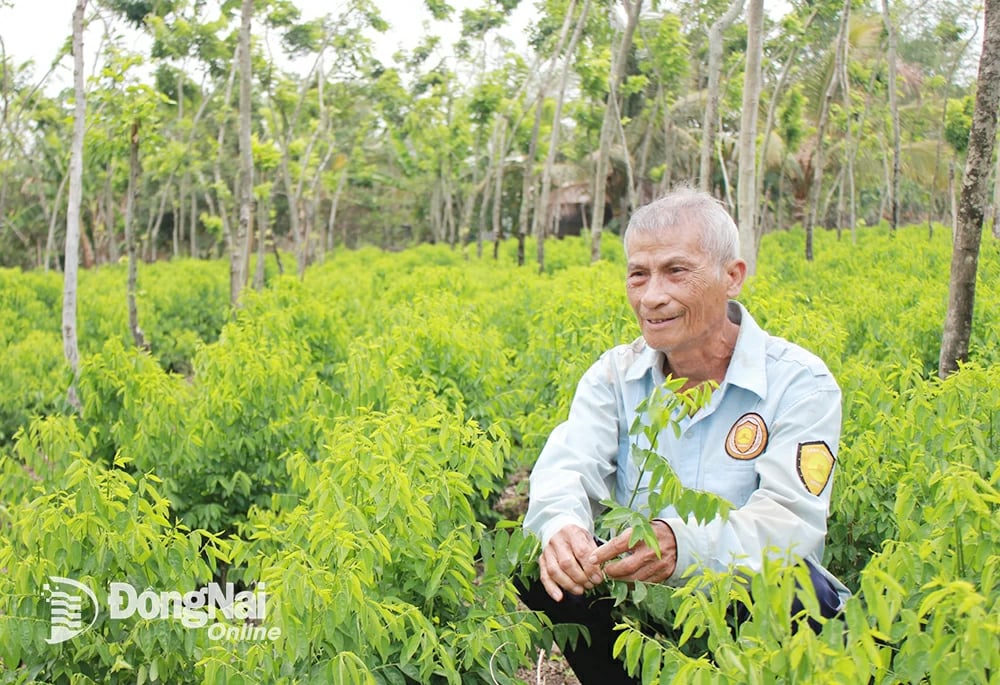 Thứ rau ăn ngọt như mì chính mọc tốt um trong rừng gỗ quý ở Đồng Nai, chỉ bán rau mà ông nông dân là tỷ phú