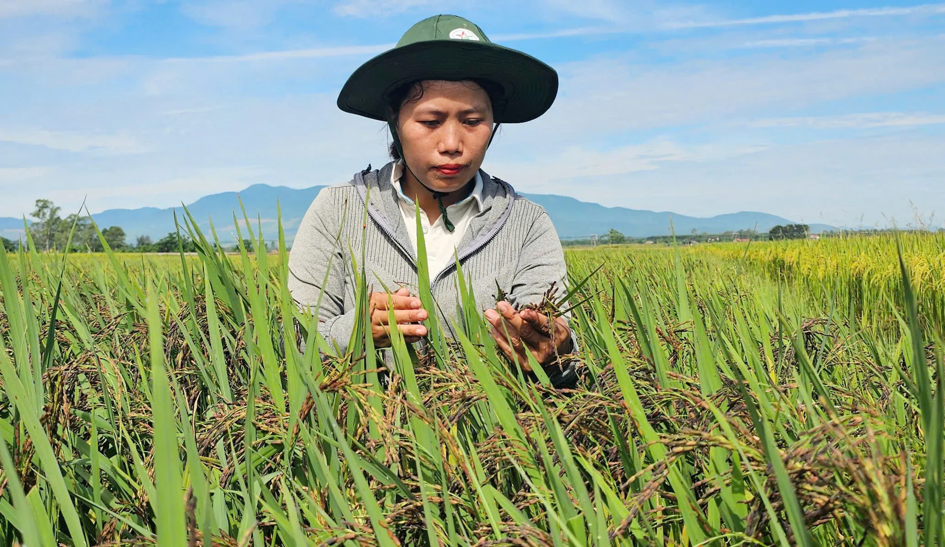 Bảo tồn, mở rộng sản xuất giống lúa nếp than