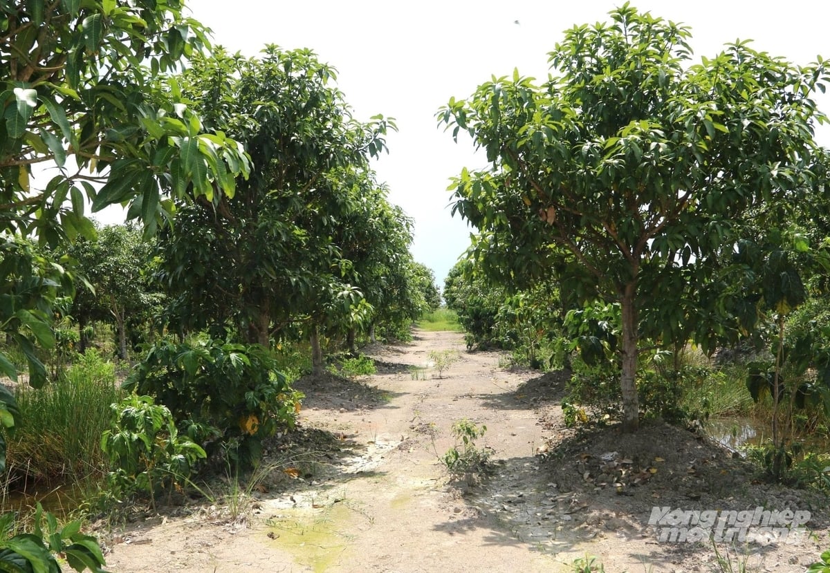 Trồng 40.000 cây nhàu, tỷ phú nông dân thu nhập hơn 100 triệu đồng/tháng