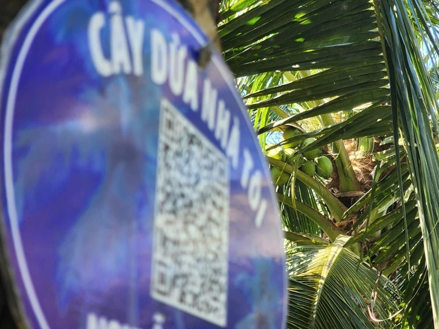 Quét mã QR cho... dừa