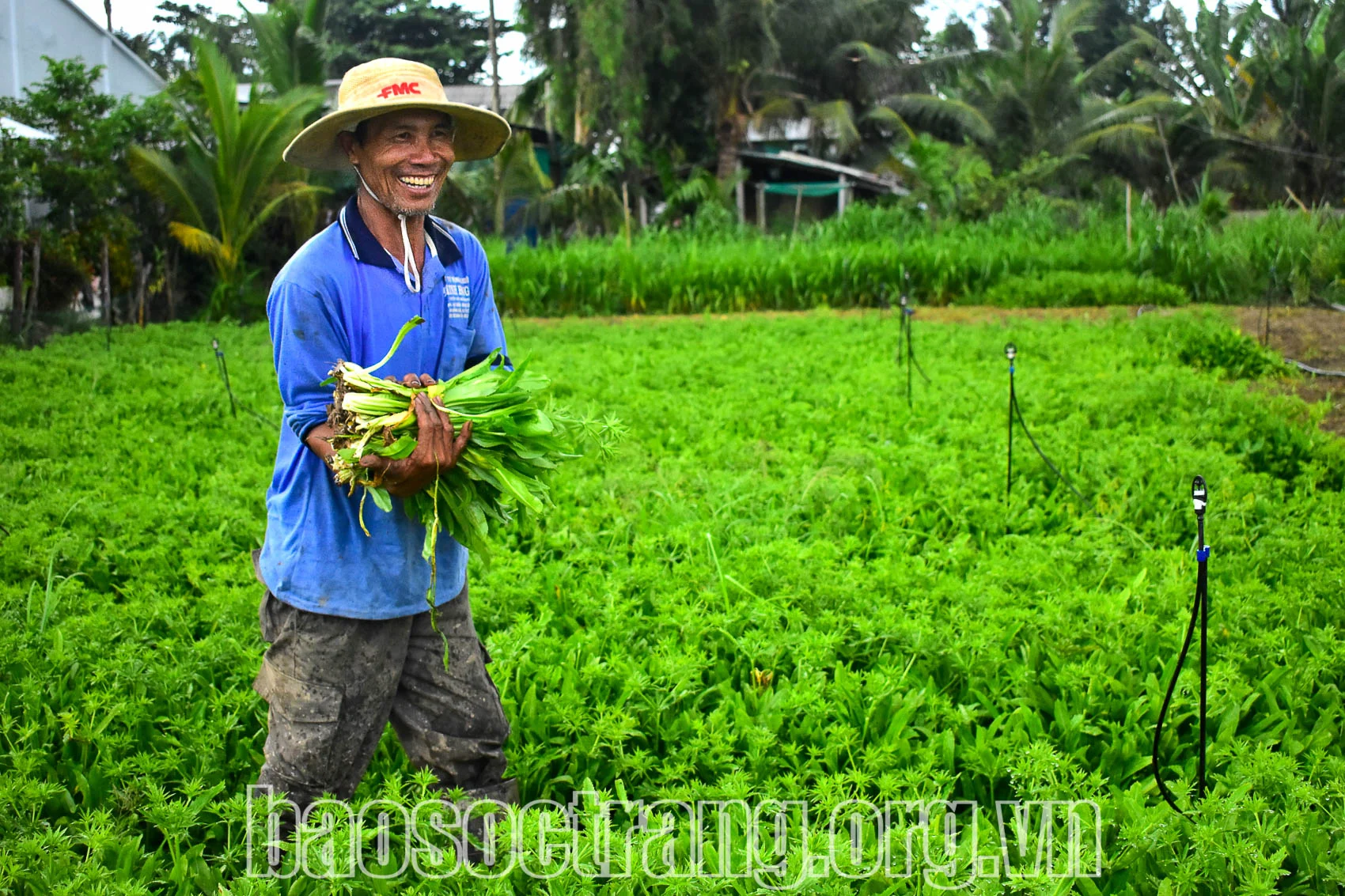 Đây là loại rau gia vị thơm khắp đồng, anh nông dân Sóc Trăng trồng thành công, hễ đất ẩm tốt um cản chả kịp